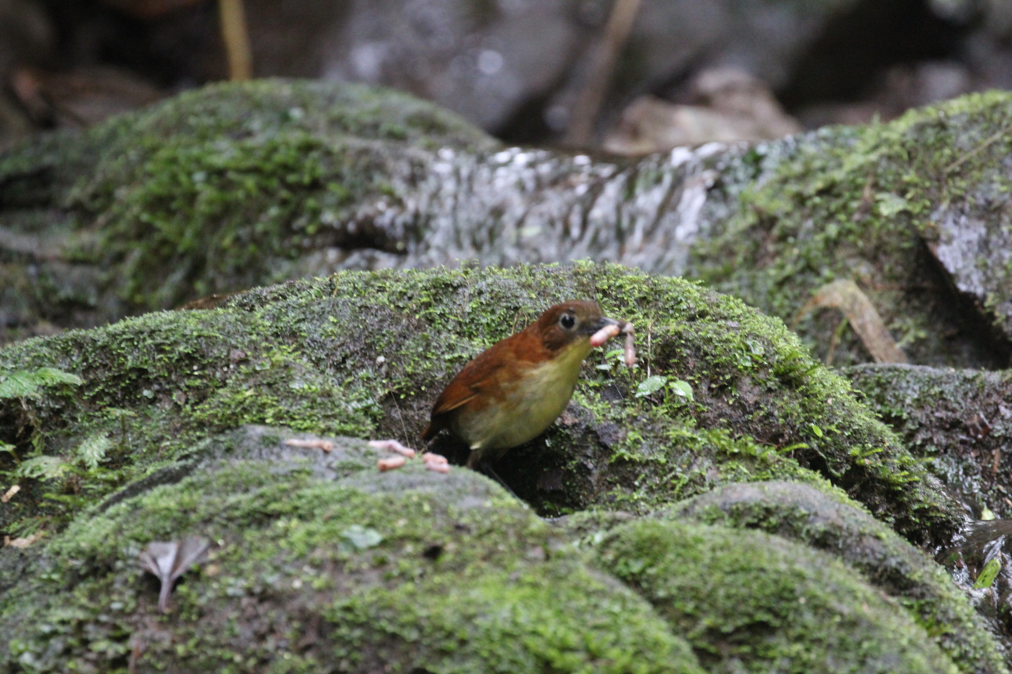 Yellow-breasted Antpitta (Grallaria flavotincta), photo 6