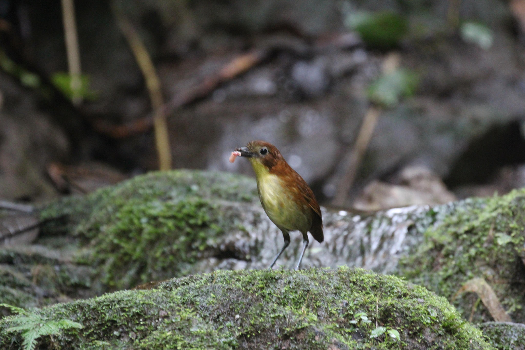 Yellow-breasted Antpitta (Grallaria flavotincta), photo 5
