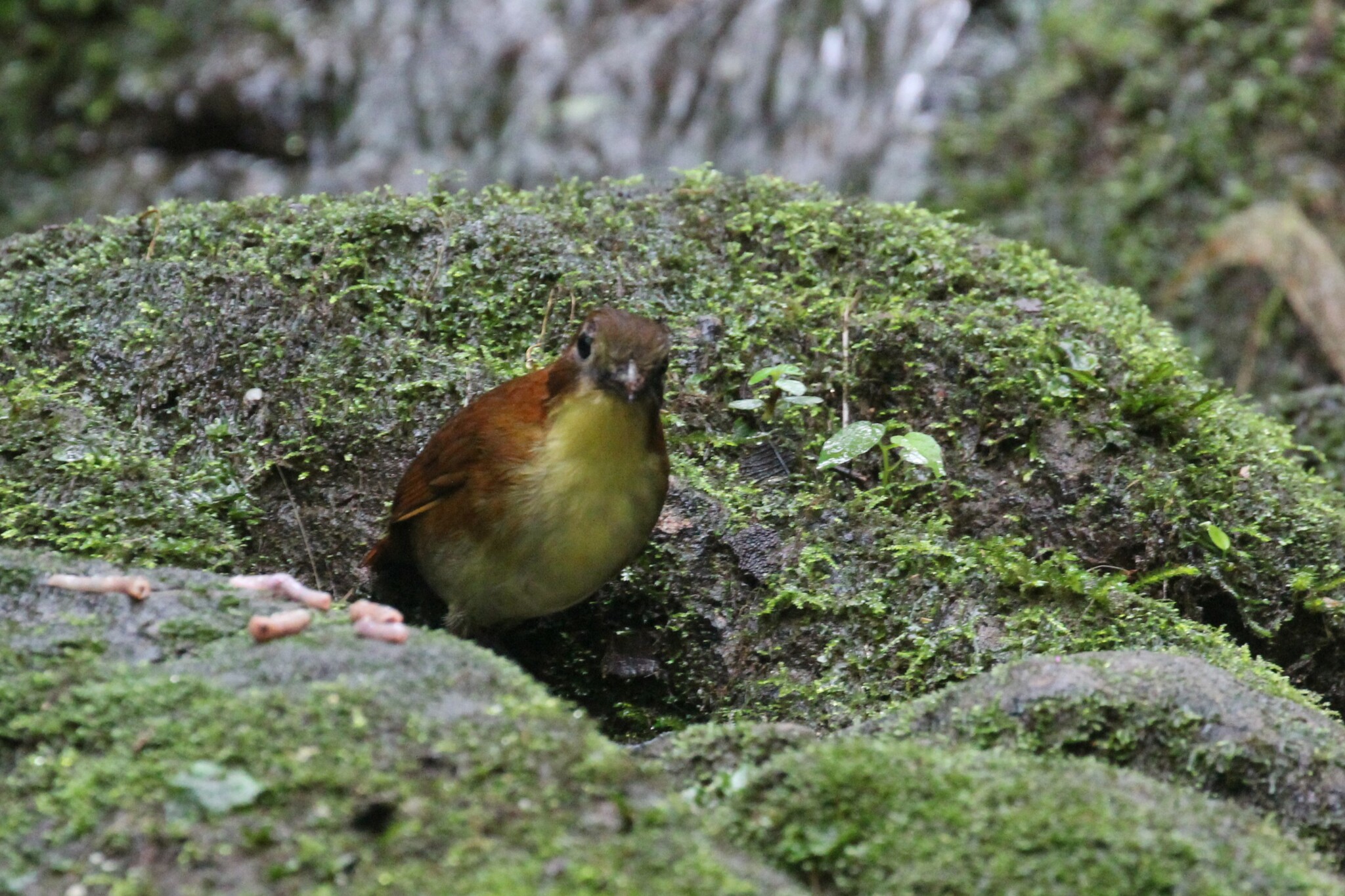 Yellow-breasted Antpitta (Grallaria flavotincta), photo 2