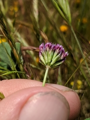 Trifolium gracilentum