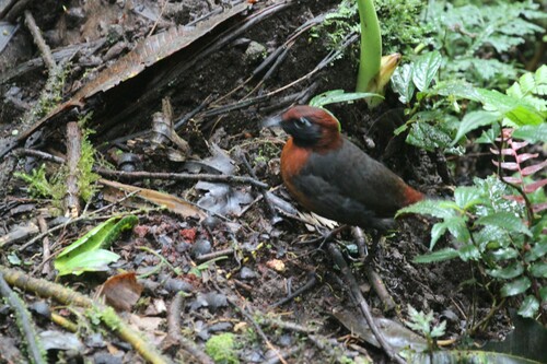 Rufous-breasted Antthrush (Formicarius rufipectus), photo 3