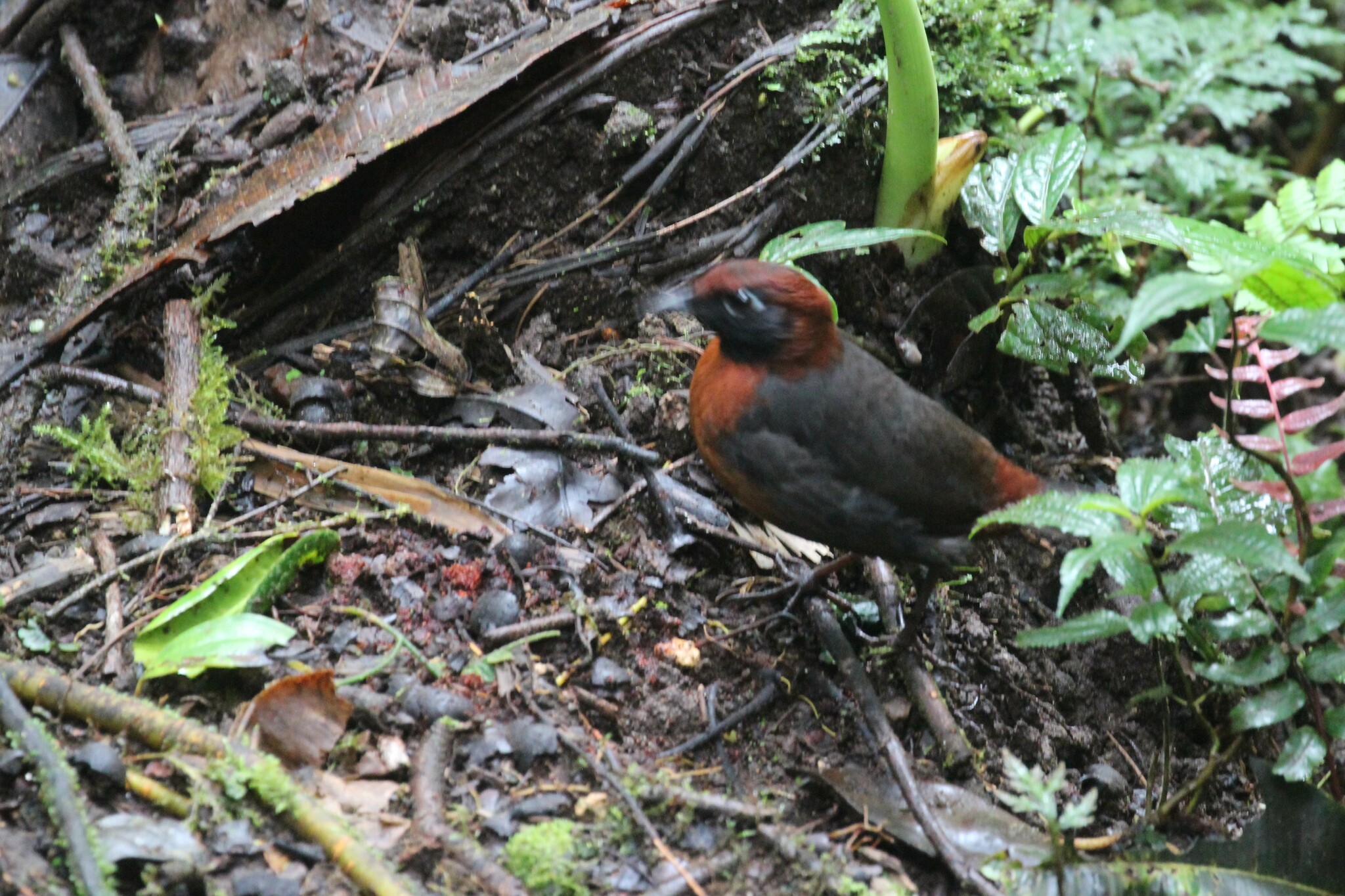 Rufous-breasted Antthrush (Formicarius rufipectus), photo 4