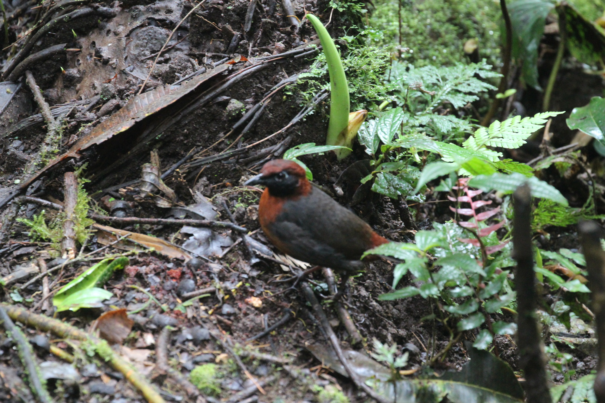 Rufous-breasted Antthrush (Formicarius rufipectus), photo 8