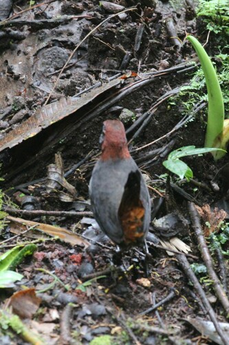 Rufous-breasted Antthrush (Formicarius rufipectus), photo 9