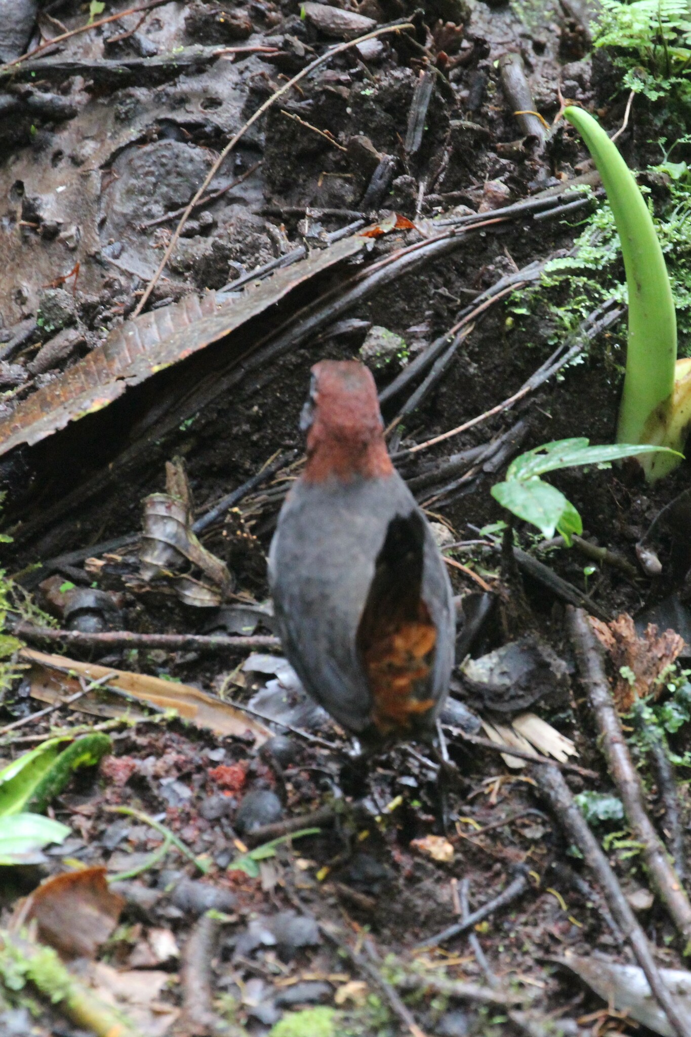Rufous-breasted Antthrush (Formicarius rufipectus), photo 6