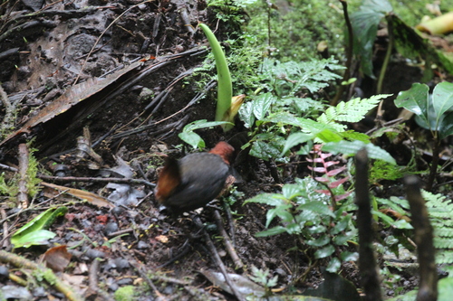 Rufous-breasted Antthrush (Formicarius rufipectus), photo 10