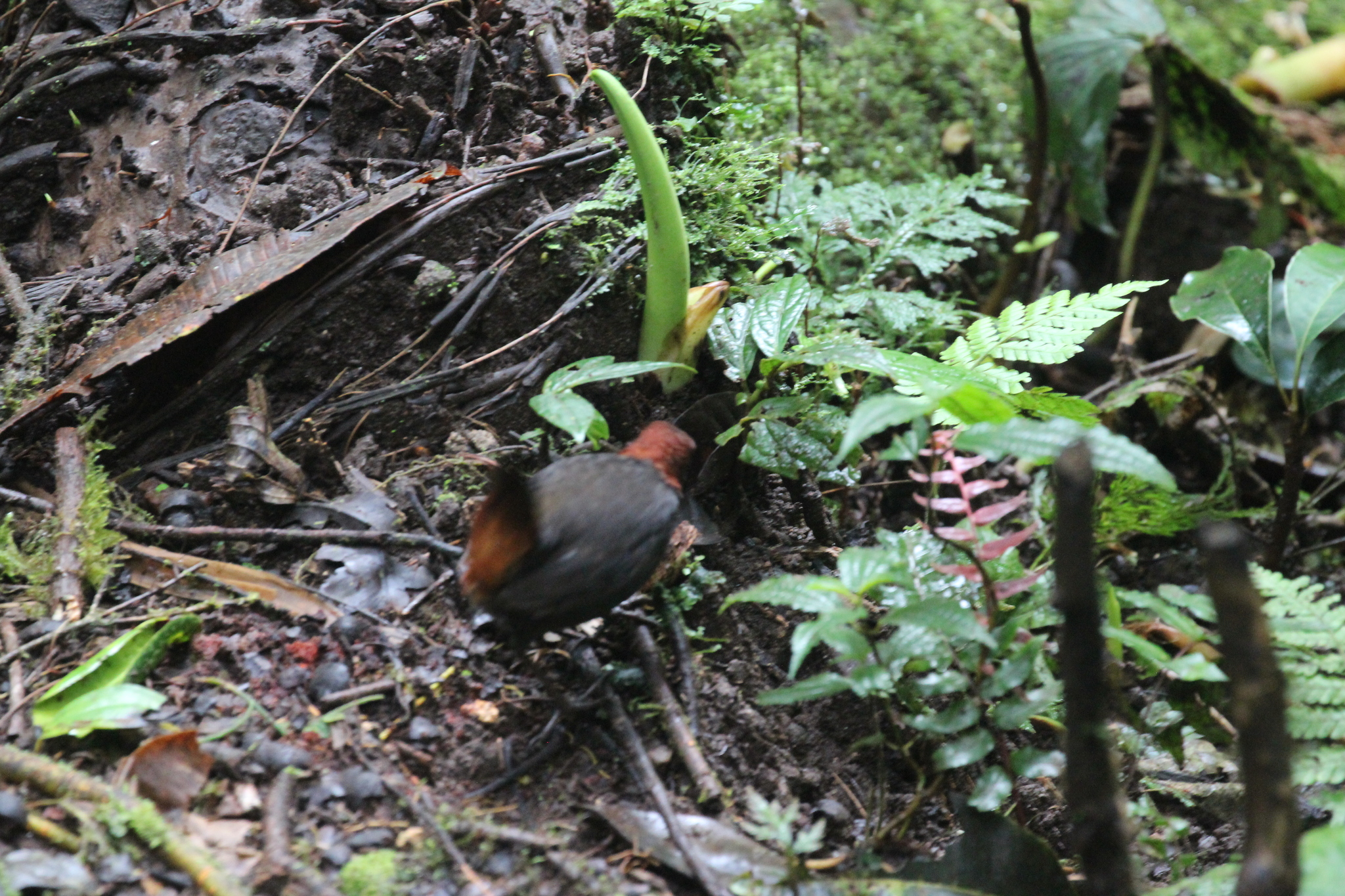 Rufous-breasted Antthrush (Formicarius rufipectus), photo 7