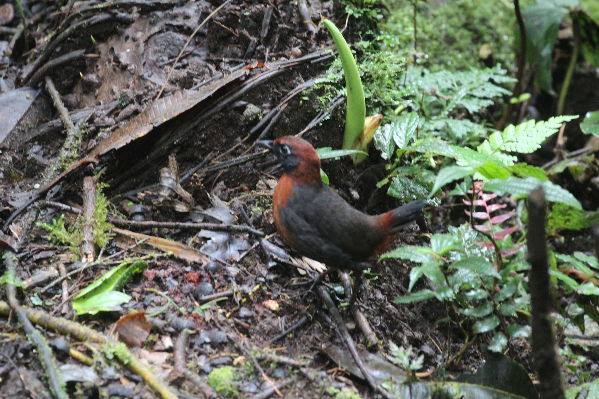 Rufous-breasted Antthrush (Formicarius rufipectus), photo 5