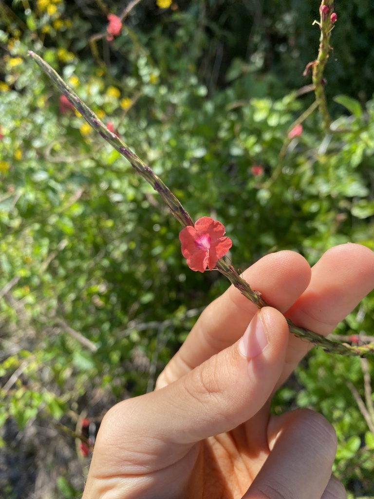 Red Porterweed from Tizimín, Yuc., MX on February 10, 2024 at 01:09 PM ...