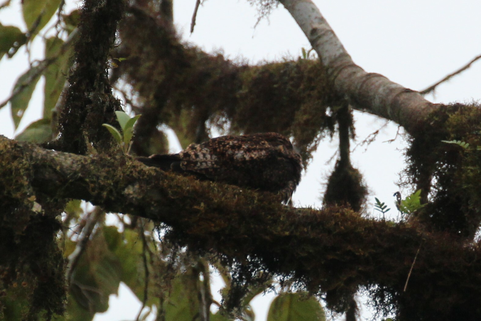 Rufous-bellied Nighthawk (Lurocalis rufiventris), photo 1