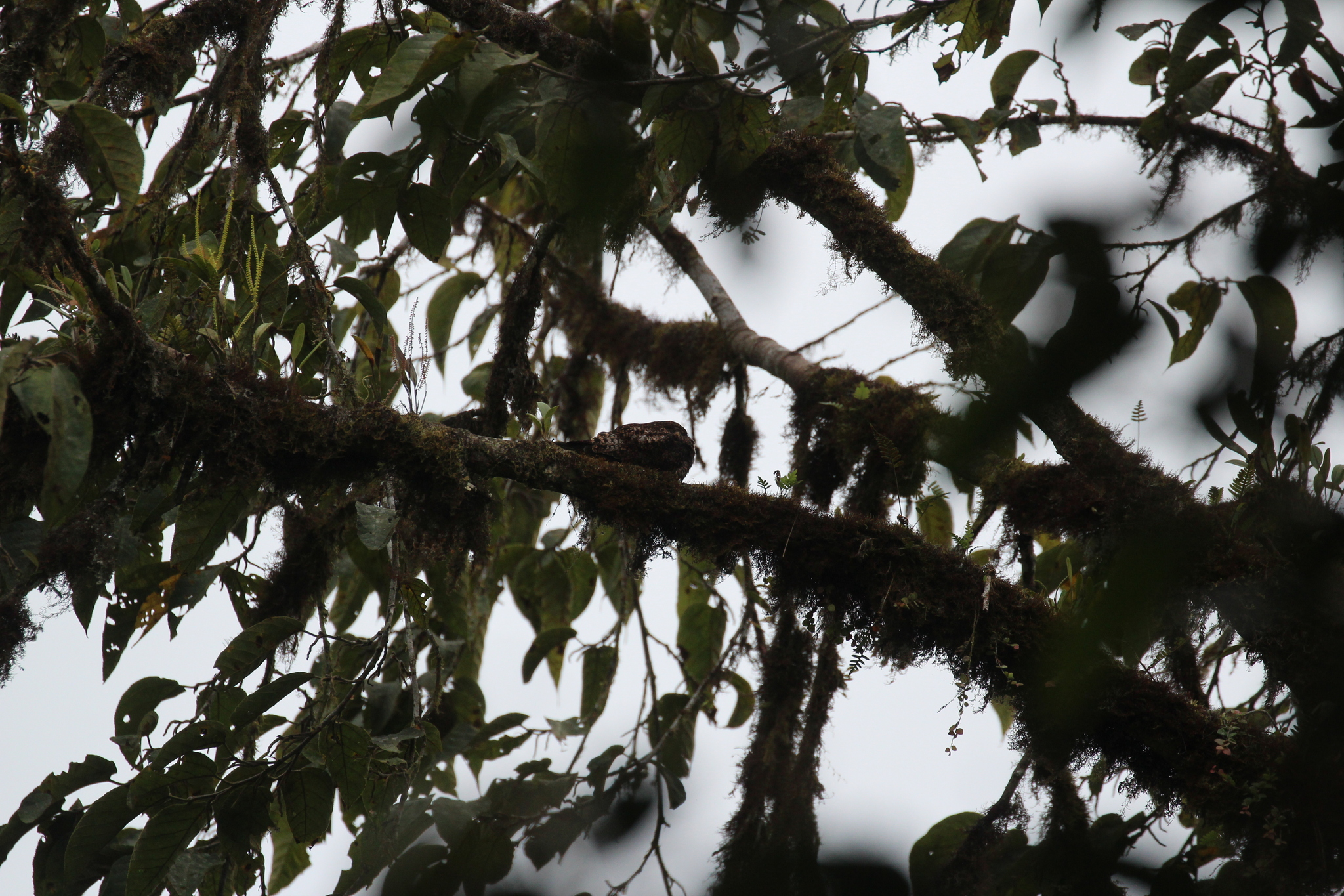 Rufous-bellied Nighthawk (Lurocalis rufiventris), photo 2