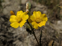 Mentzelia gracilenta