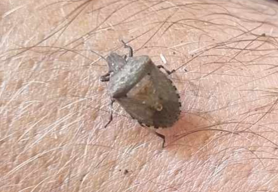 Brown Shield Bug From Karangahake 3674, New Zealand On February 13 