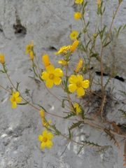 Mentzelia gracilenta