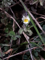 Bracteolatae