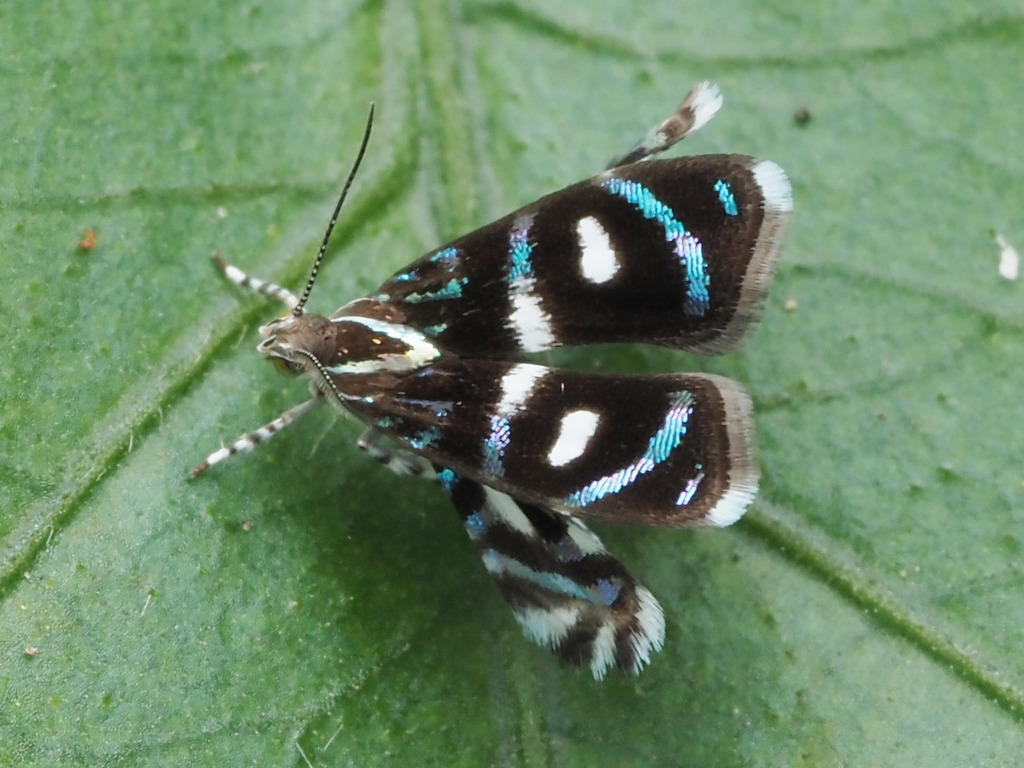 Brenthia hexaselena
