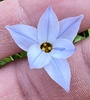 Ipheion uniflorum