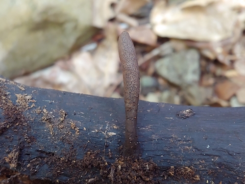 Xylaria flabelliformis