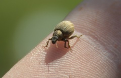 Philopedon plagiatum