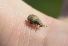 Philopedon plagiatum