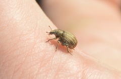 Philopedon plagiatum