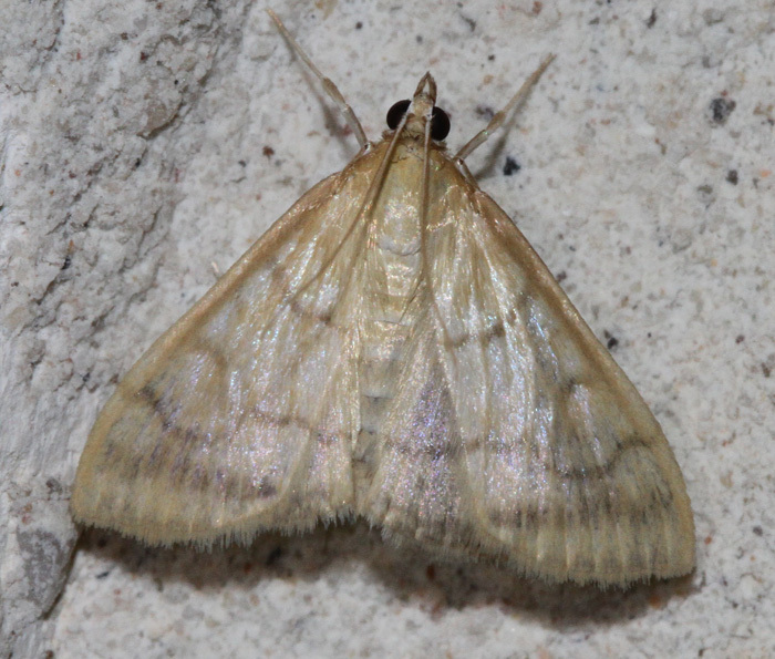 Hahncappsia ramsdenalis