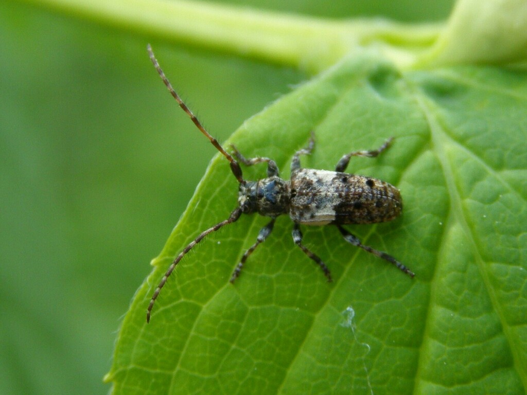 Pogonocherus fasciculatus from Любучаны, Московская обл., Россия
