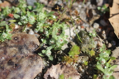 Psilocarphus tenellus