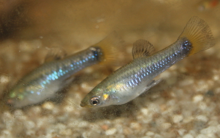 Blackbelly Limia
