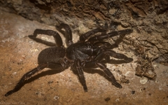 Seqocrypta jakara