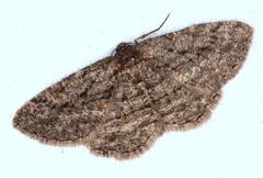 Zermizinga sinuata