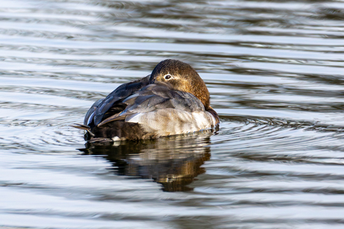 Porrón europeo (Aythya ferina)