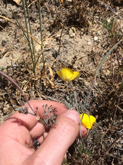 Eschscholzia minutiflora