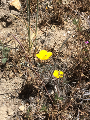 Eschscholzia minutiflora