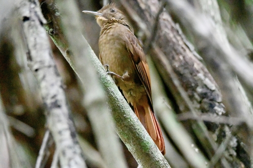 Dendrocincla anabatina image