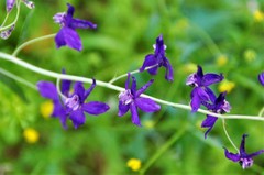Delphinium parryi