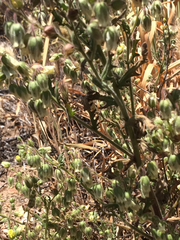 Emmenanthe penduliflora penduliflora
