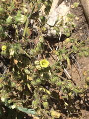Emmenanthe penduliflora penduliflora