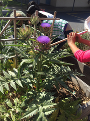 Cynara cardunculus cardunculus