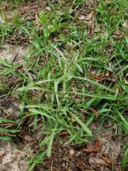 Gamochaeta antillana