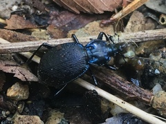 Sphaeroderus stenostomus