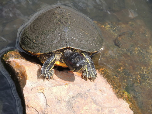 Trachemys scripta elegans image