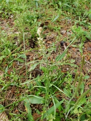 Gamochaeta antillana