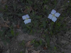 Oenothera tetraptera