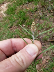 Gamochaeta antillana