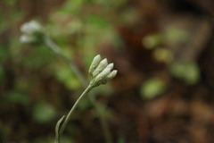 Antennaria plantaginifolia
