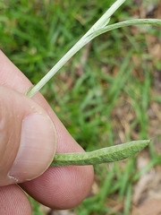 Gamochaeta antillana