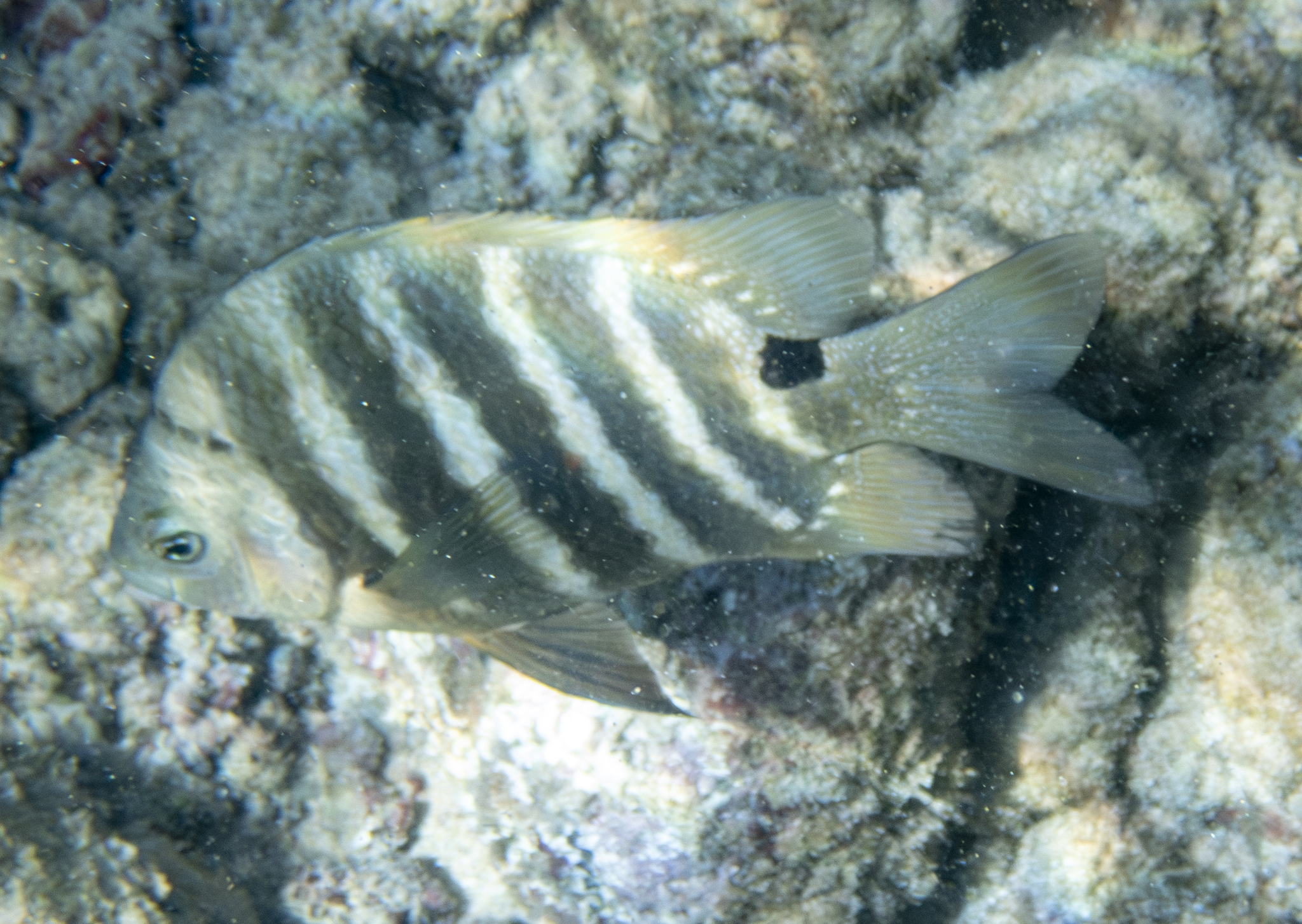 梭地豆娘魚(鈍頭豆娘魚) Abudefduf sordidus