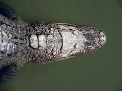 Alligator mississippiensis image