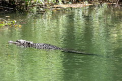 Alligator mississippiensis image